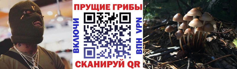 Псилоцибиновые грибы MAGIC MUSHROOMS  что такое наркотик  MEGA сайт  Черногорск 